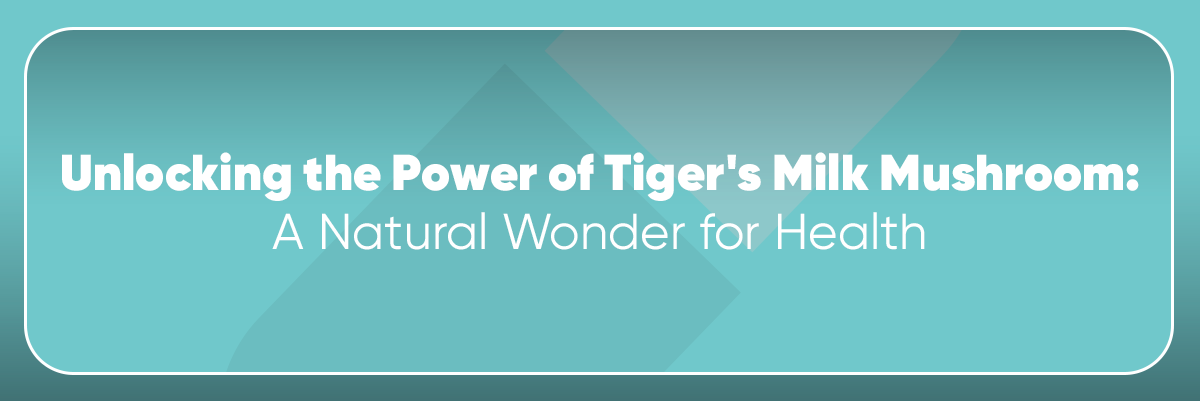Unlocking the Power of Tiger's Milk Mushroom: A Natural Wonder for Health