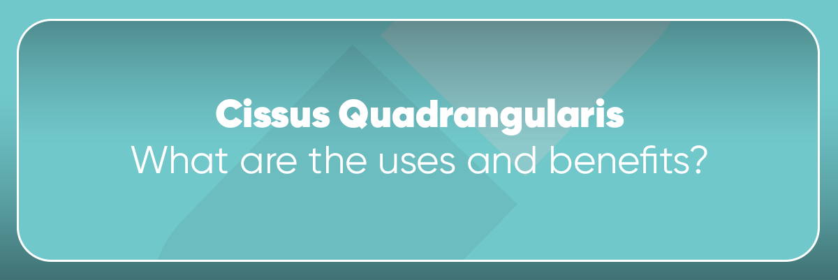What is Cissus Quadrangularis: It's Uses & Benefits